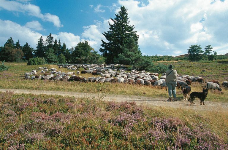 Hochheide Heidschnucken