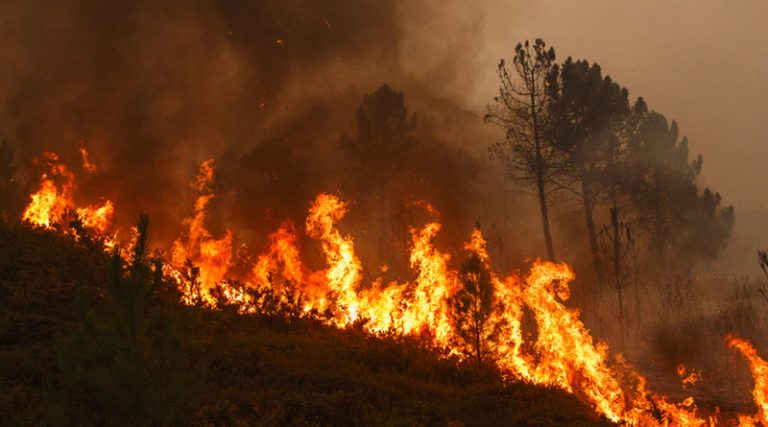 25.06. waldbrandgefahr 800