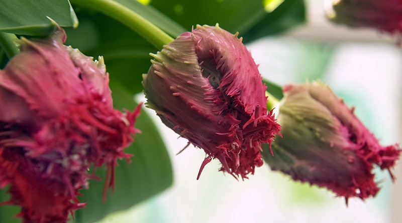  Tulpen haben in Puncto Blütenform einiges zu bieten: Bei Gefransten Tulpen sind die Blütenränder gezackt. 