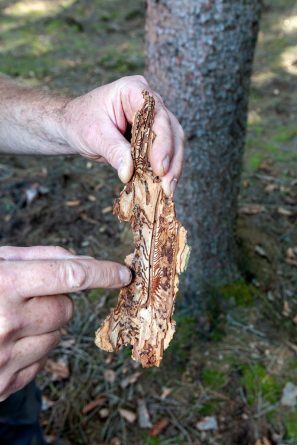 Fichtensterben - Der Borkenkäfer hinterlässt charakteristische Fraßspuren im Holz. @Ruhrverband