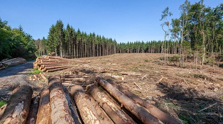 Fichtensterben - Die befallenen Bäume sterben ab und müssen so rasch wie möglich aus den Wäldern entfernt werden. Zurück bleiben ausgedehnte Kahlflächen