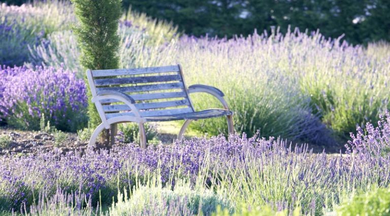 Lavendel