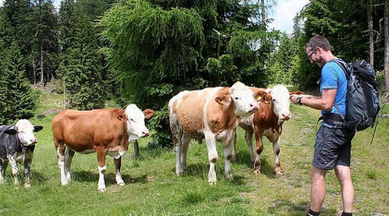 richtiges Verhalten auf Tierweiden