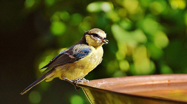 Vogeltränke