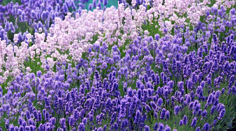 Lavendel