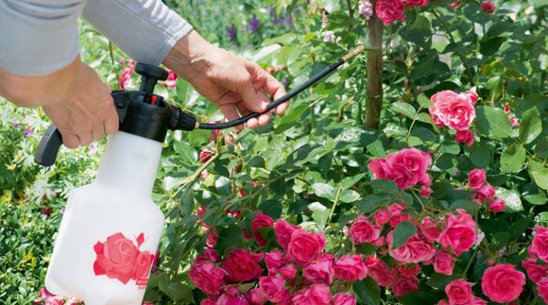 Die richtige Rosenpflege