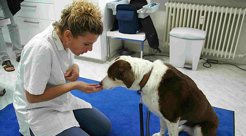 Tierarztwahl