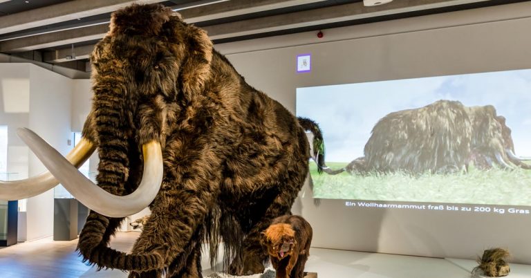 Wollhaarmammut mit Kalb