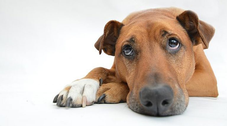 Hund mit traurigem Blick