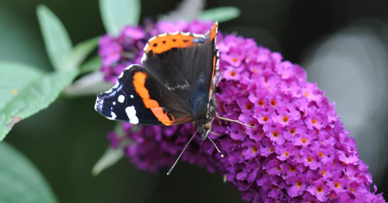 Buddleja Little