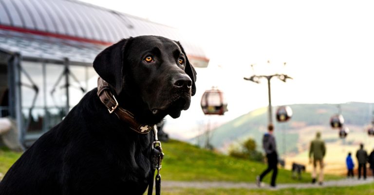 Willingen hundefreundlich