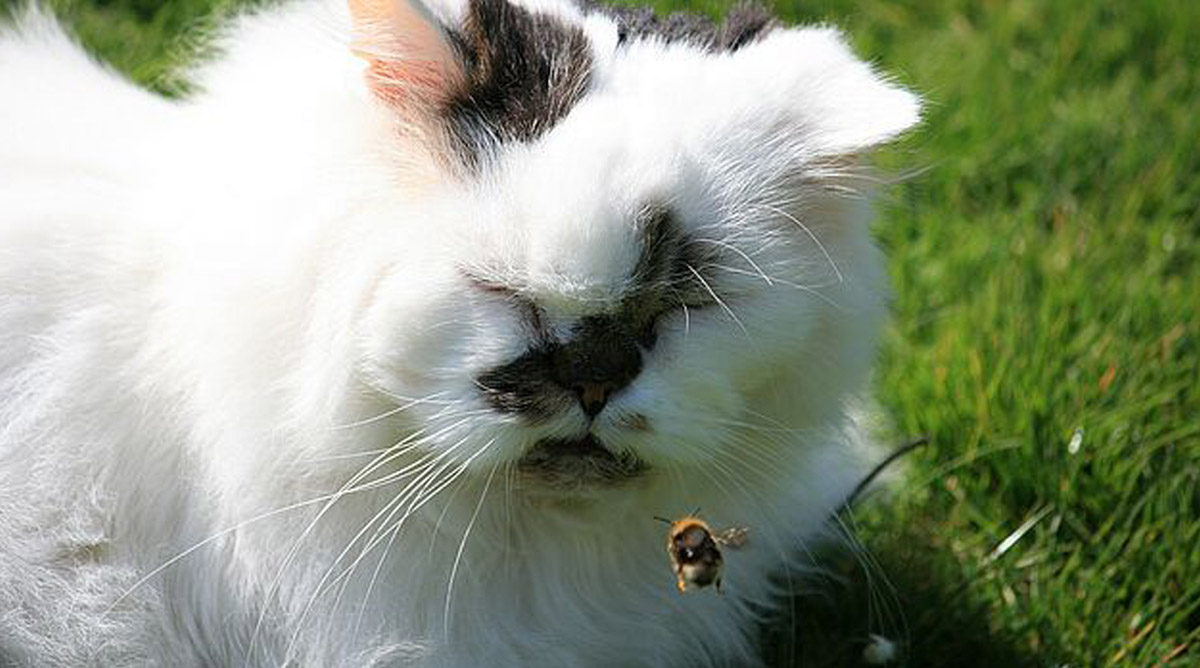 Katze mit Insekt