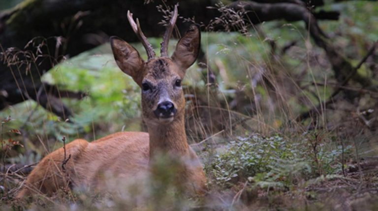 Eine Wanderung auf den Spuren des Wildes