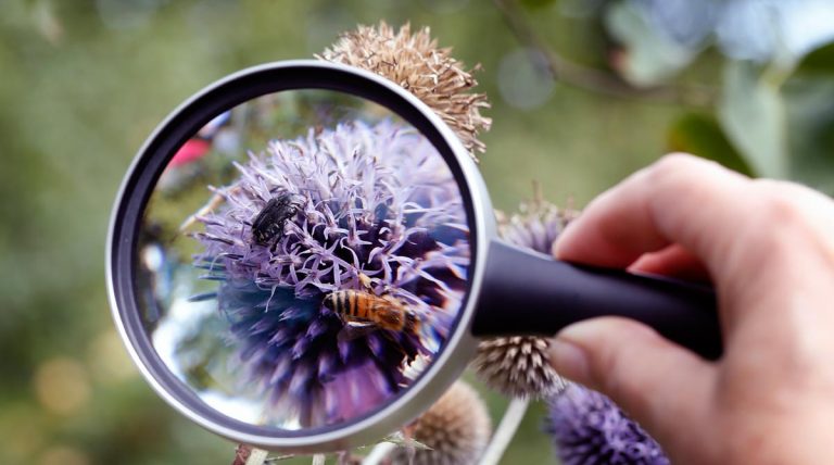 Insekten zählen