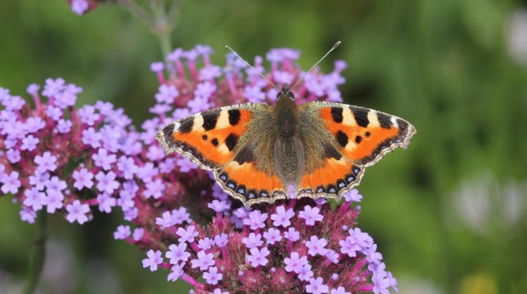 Insekten zählen