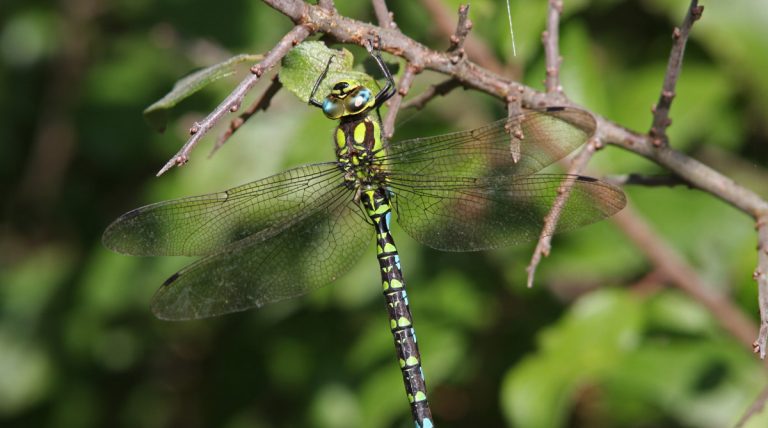 Blaugruene Mosaikjungfer