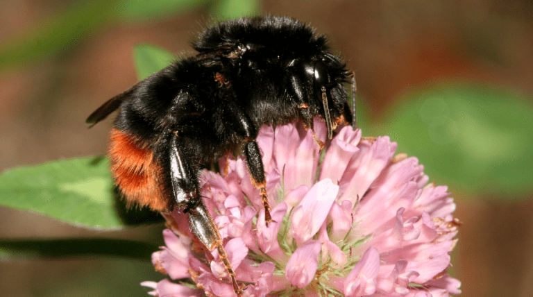 Steinhummel