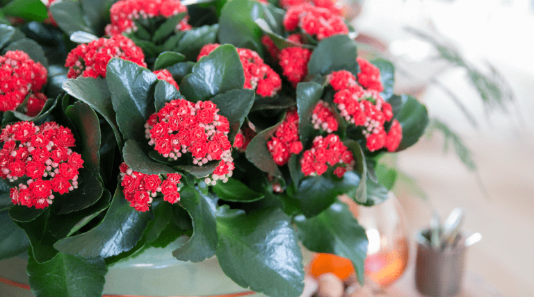 Kalanchoe