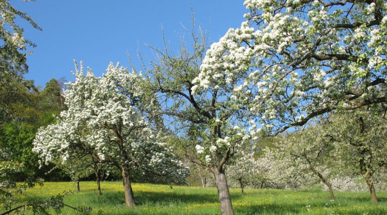 Streuobstwiese im Frühling