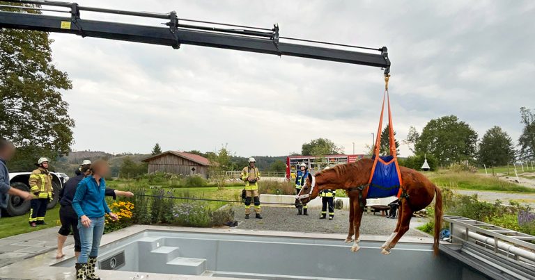 Pferd aus Pool gerettet