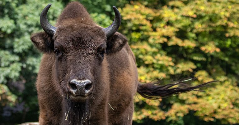 Wisent fast ausgerottet wieder da