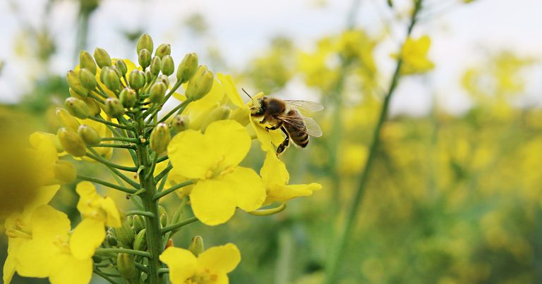 Das Streichen beim Umweltschutz hilft Landwirten nicht