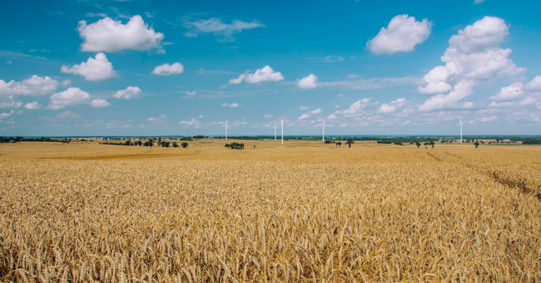 Anbau Sommergetreide