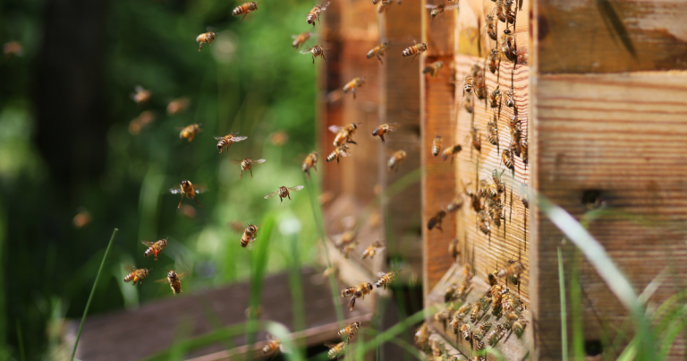 Bienen Anflug