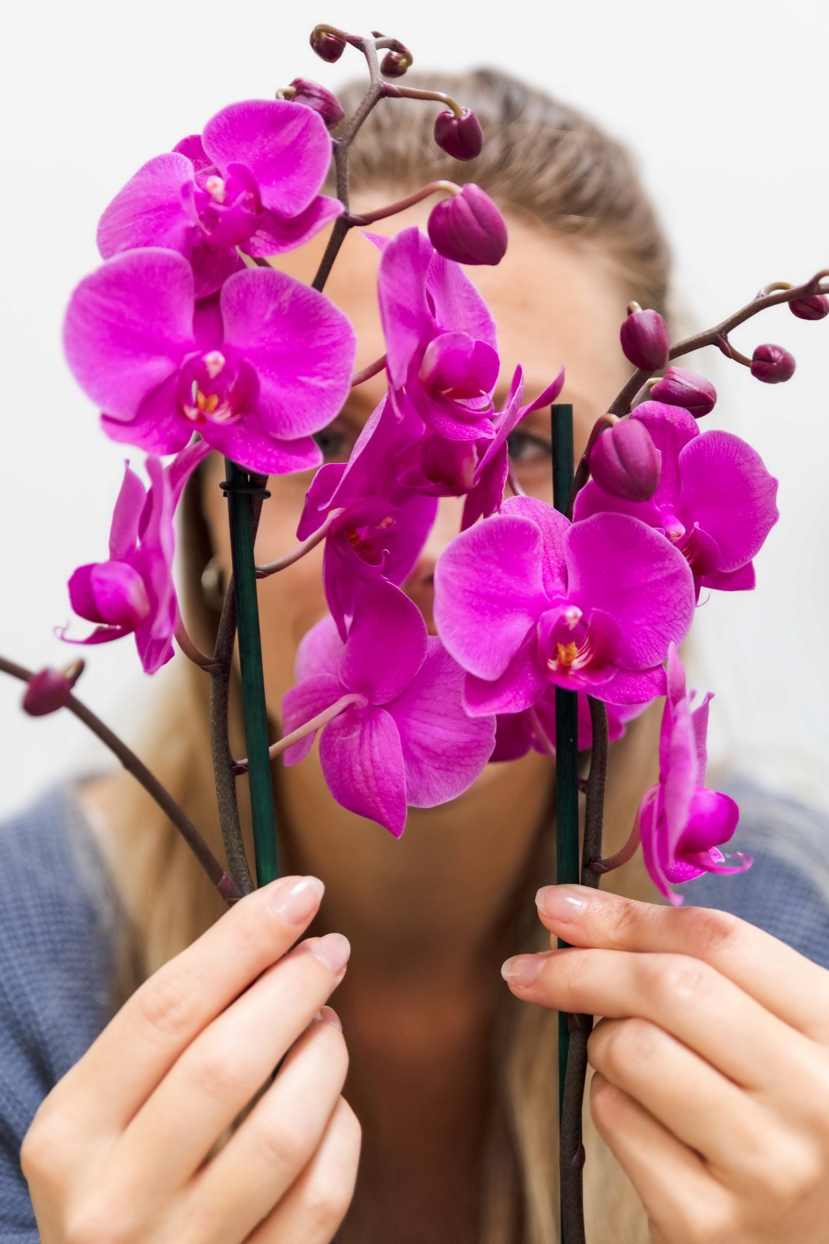 Vor allem die unzähligen Varianten in Rosatönen erfreuen sich bei den Phalaenopsis großer Beliebtheit. 